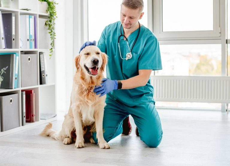 Pets and Pet Care